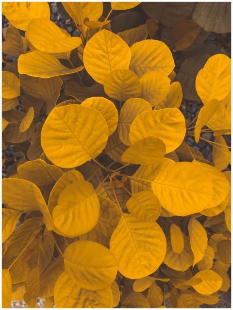 From above of colorful yellow round shaped leaves