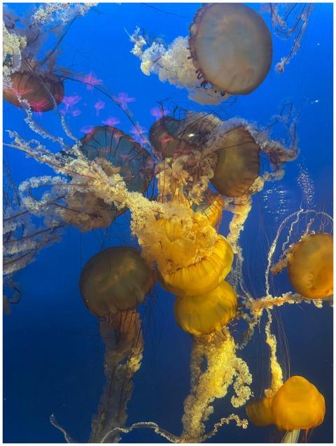 Vibrant Jellyfish Floating Blue