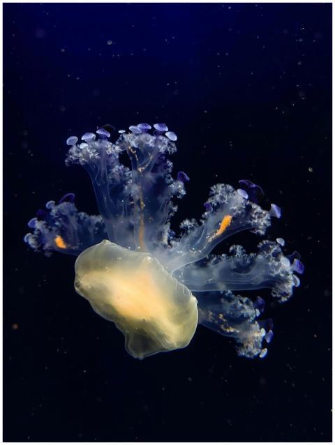 Vibrant bioluminescent jellyfish floating graceful