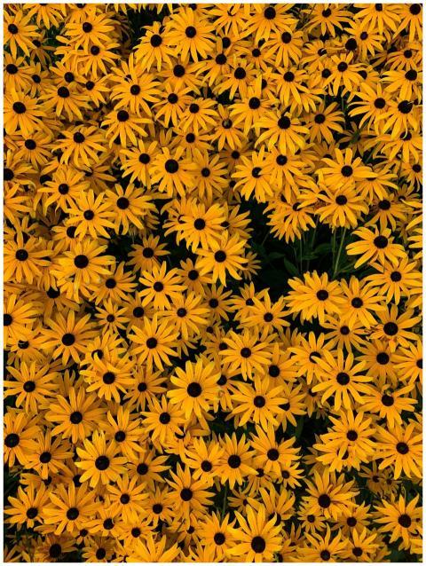 A stunning top view of blooming Black-eyed Susans