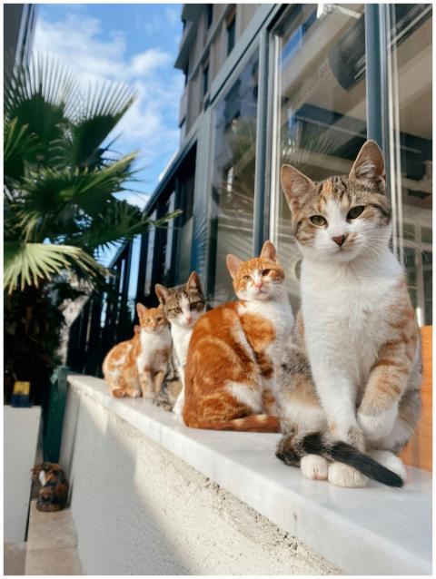 Cats lounging on a sunny day by a modern building
