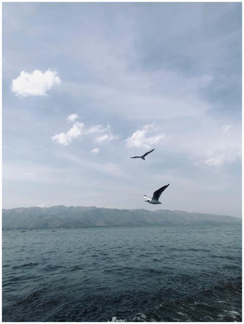 Seagulls flying over the serene Inle Lake in Nyaun
