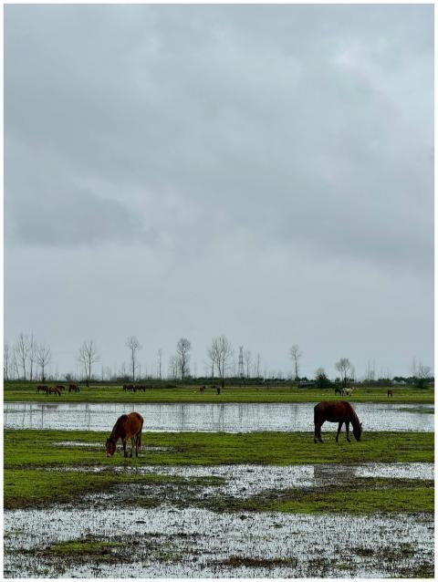 Tranquil scene of horses grazing in a lush green p