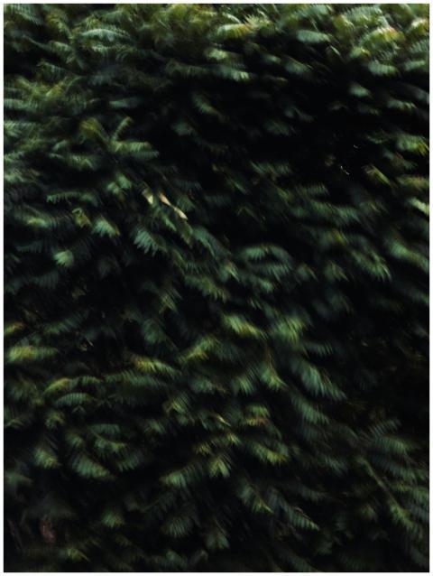 Close Up Dark Evergreen