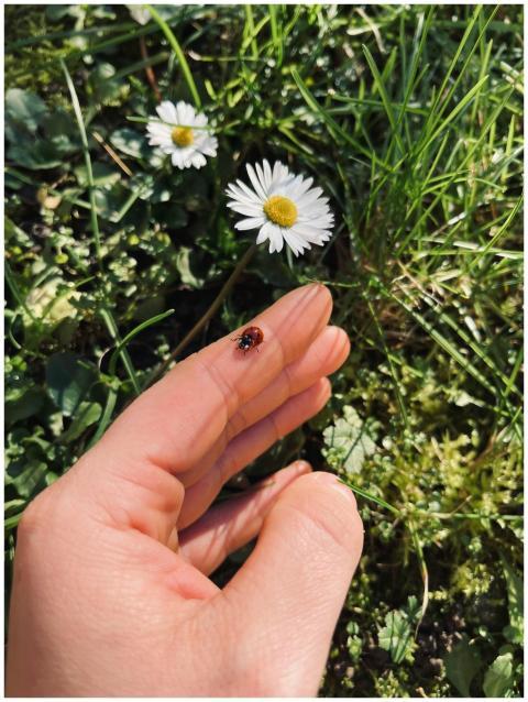 Close-up of a ladybug on a hand with daisies and g