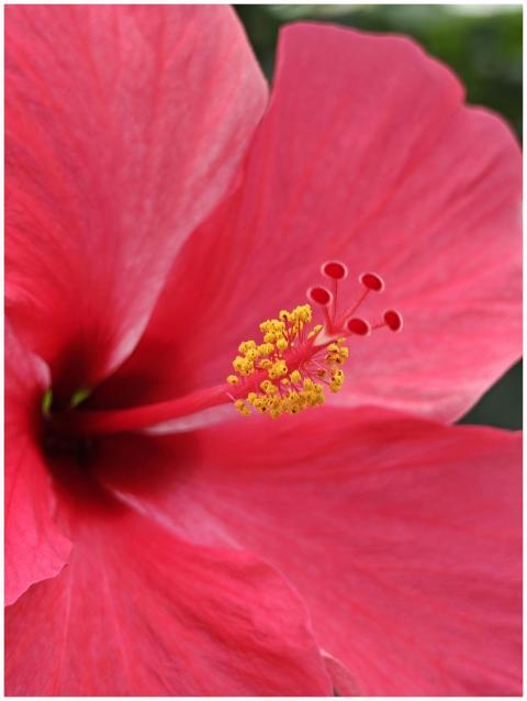 Close-up of a vibrant red hibiscus flower, showcas