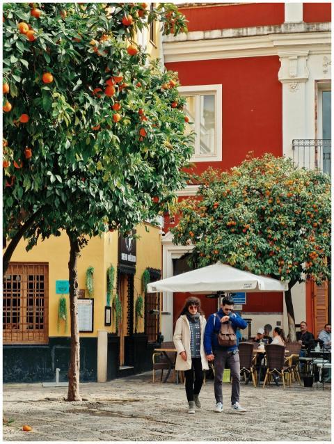 Vibrant street scene in Seville, featuring orange