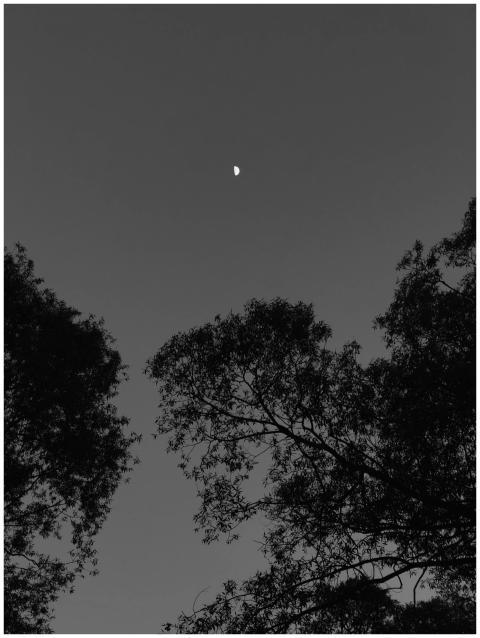 Silhouette of trees under a crescent moon in Mosco