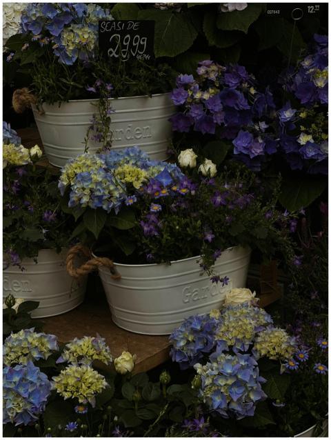 Colorful blue and white flowers arranged in bucket