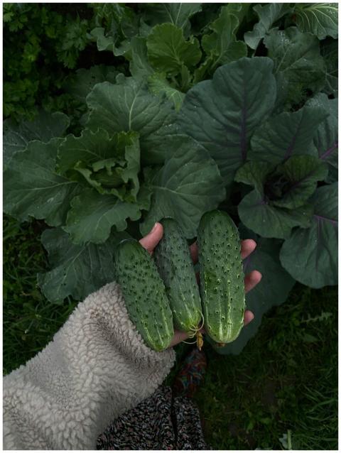 Close-up of fresh cucumbers held by a hand amidst