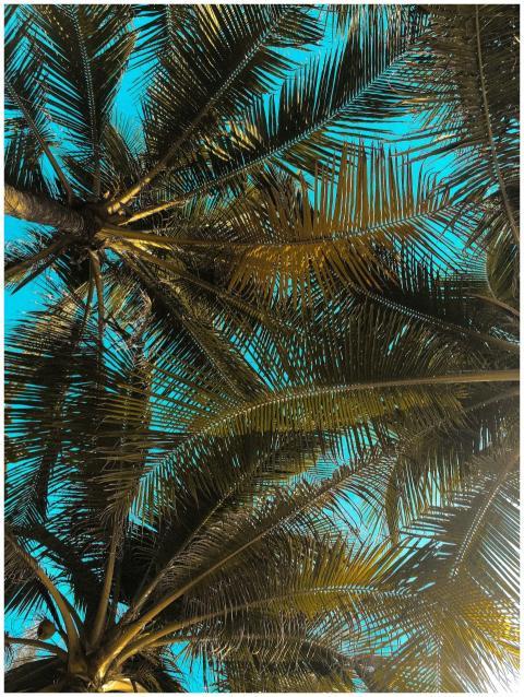 Low angle view of palm leaves forming a natural ca