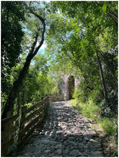 Charming forest pathway with cobblestones and ston