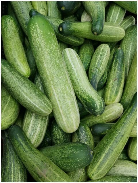 A close-up of fresh green cucumbers piled together
