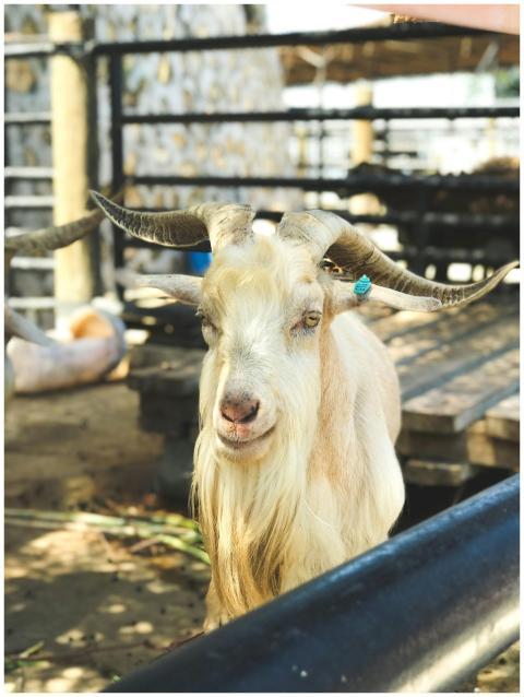 Close-up of a white goat with curved horns, standi