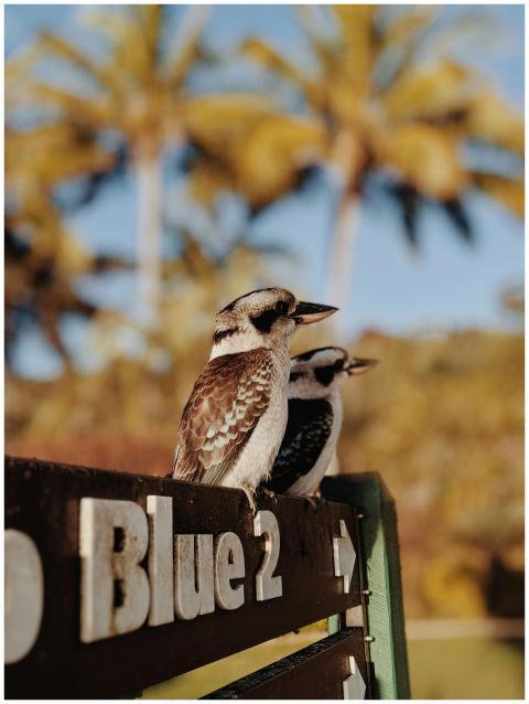Two kookaburras perched on a sign with palm trees