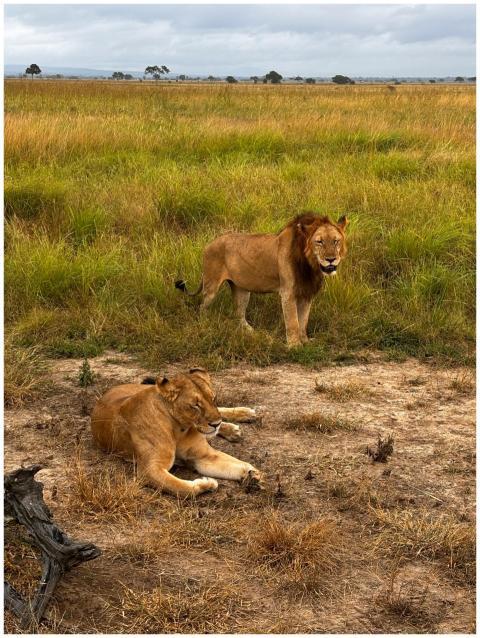 A pair of lions relaxing in the grassy plains of t
