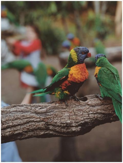 Vibrant rainbow lorikeets perched on a branch in n