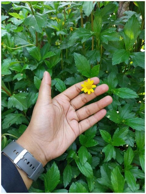 Hand Holding Bright Yellow