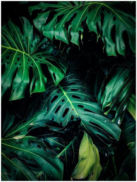 A detailed close-up of lush green Monstera leaves