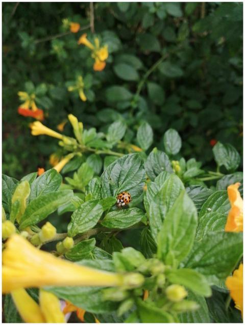 Close-up of a ladybug on vibrant green leaves surr