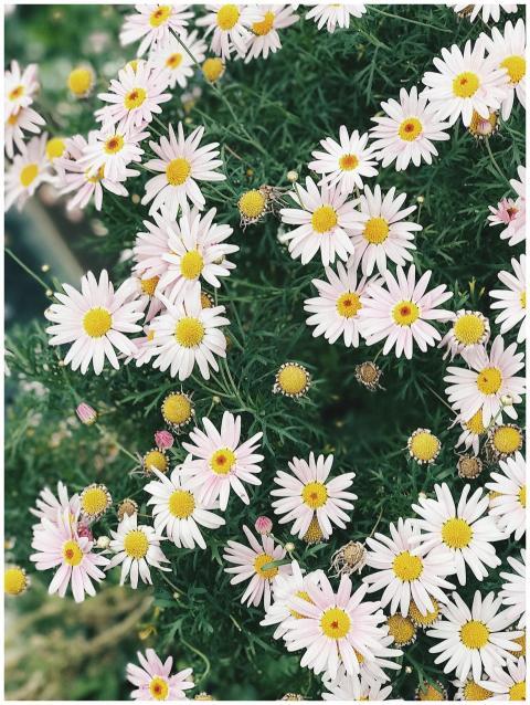 A vibrant field of blooming daisies showcasing the