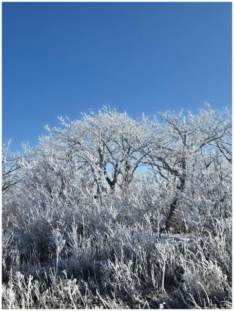 A serene winter scene with snow-covered trees agai
