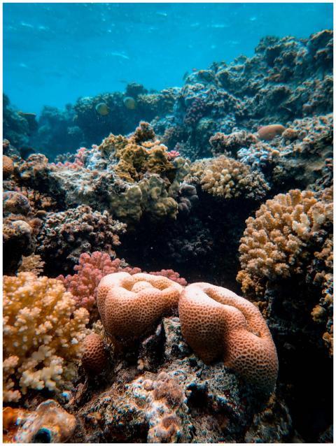 Explore a colorful underwater coral reef filled wi