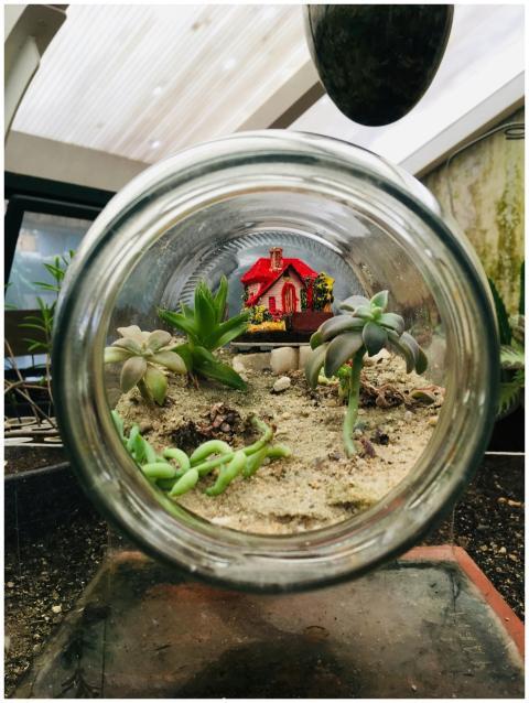 A captivating indoor terrarium featuring succulent