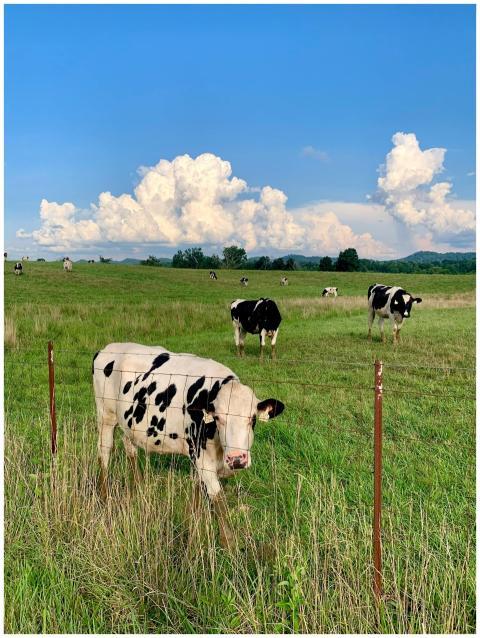 Group of Holstein cows grazing in a lush green pas