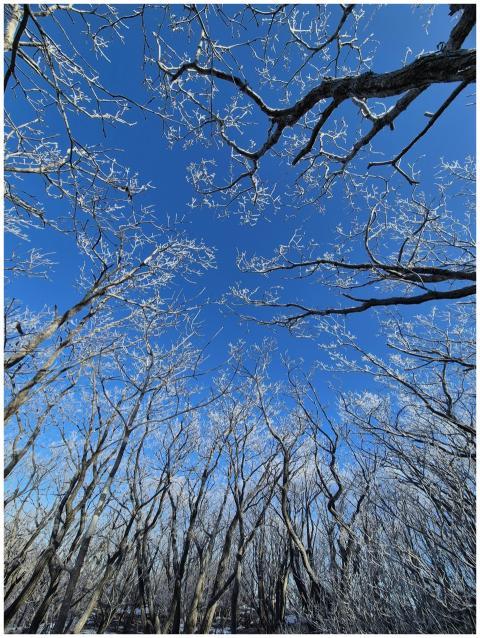 Frost-covered trees in a serene winter forest unde