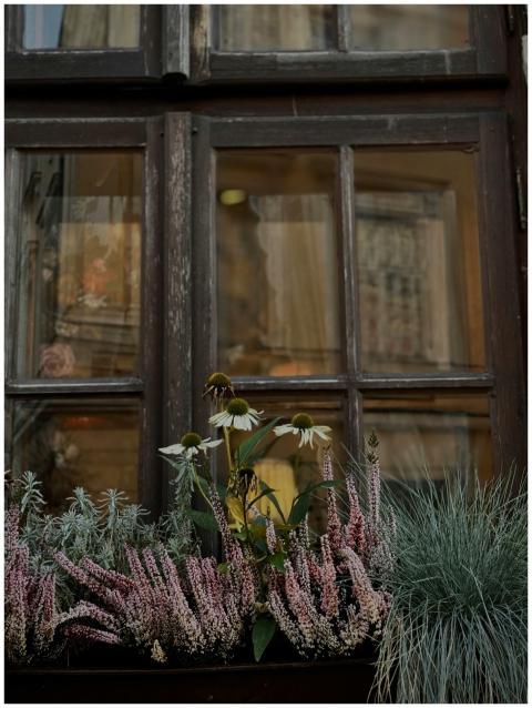 Chic Window Box Echinacea