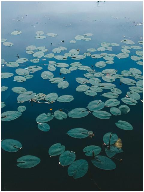 Serene lilly pads floating on a still pond, captur