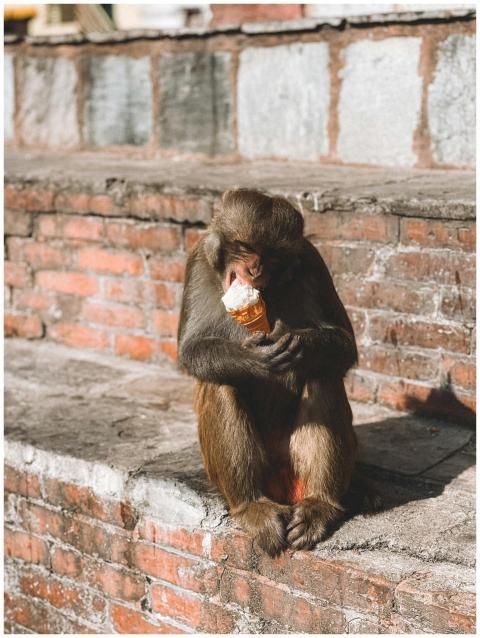 A monkey enjoys ice cream on a brick wall in Kathm