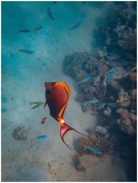 Colorful fish and corals thrive in a vibrant under