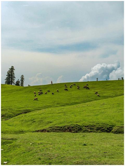 A tranquil scene of sheep grazing on a lush green