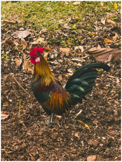 Colorful Rooster Natural Habitat