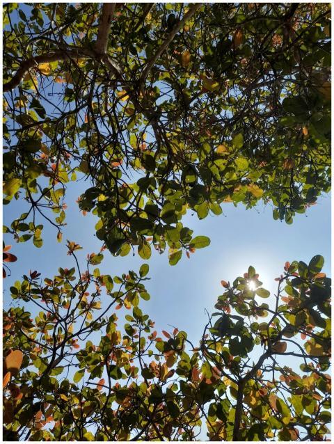 Vibrant tree canopy with sunlight in Gia Lai, Viet