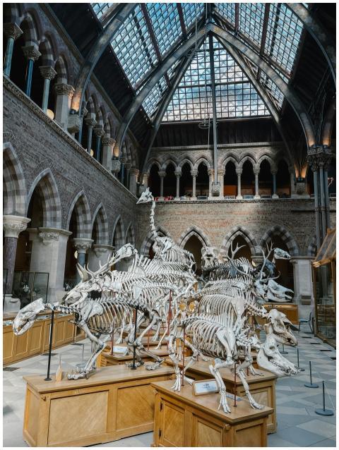 Explore the historical skeleton exhibit at the Oxf