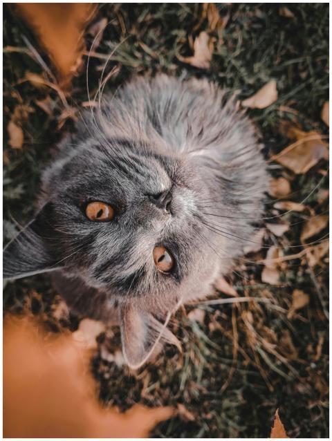 Charming gray cat with amber eyes gazing up amidst