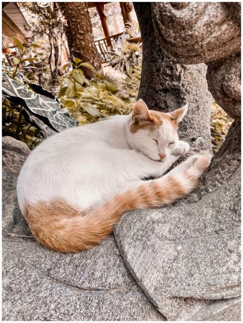 Peaceful cat resting on a stone sculpture in an ou