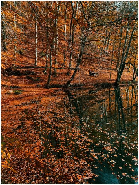 A tranquil autumn scene with orange leaves reflect