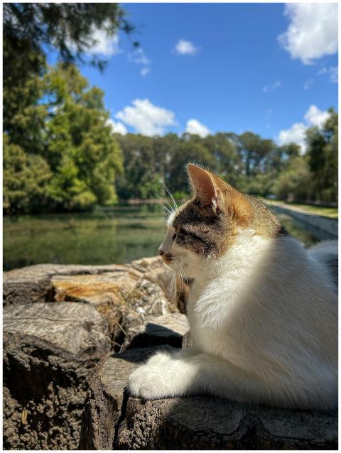 A tranquil scene of a cat at ease by a lakeside in