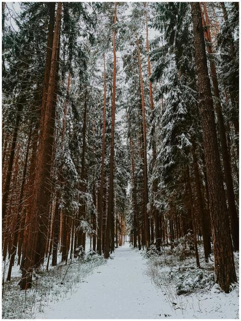 A serene winter forest scene in Rehau, Bavaria wit
