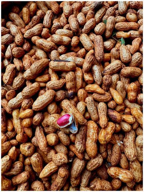 A vibrant close-up view of peanuts in their shells