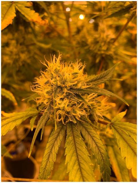 Detailed view of a cannabis flower showcasing its