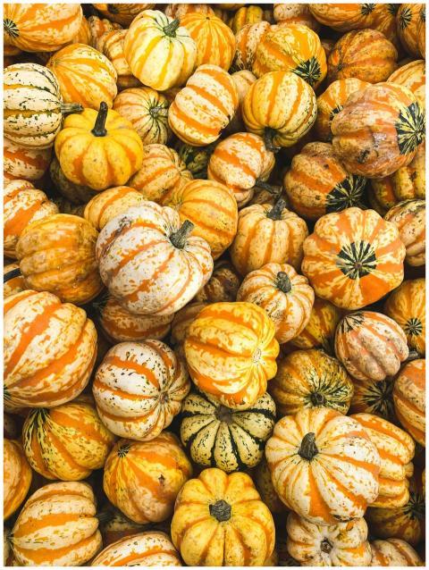 A vibrant display of orange striped pumpkins, perf
