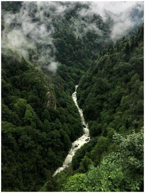 Aerial view of a misty green forest with a winding