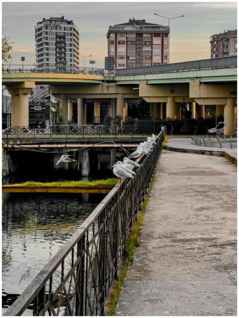 Seagulls perched on a waterfront rail with urban c