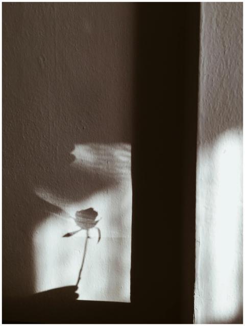 A delicate rose's shadow cast upon a textured wall