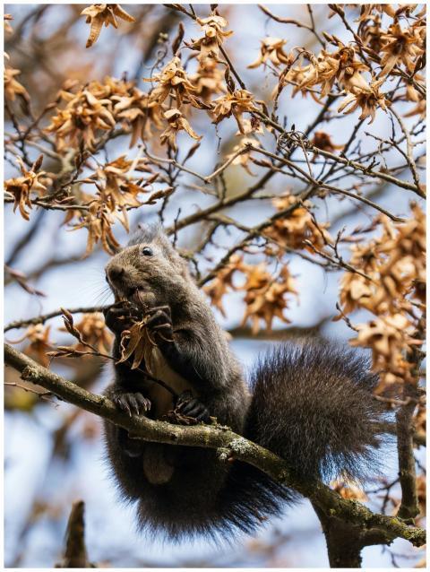 Squirrel Enjoying Acorns Autumn